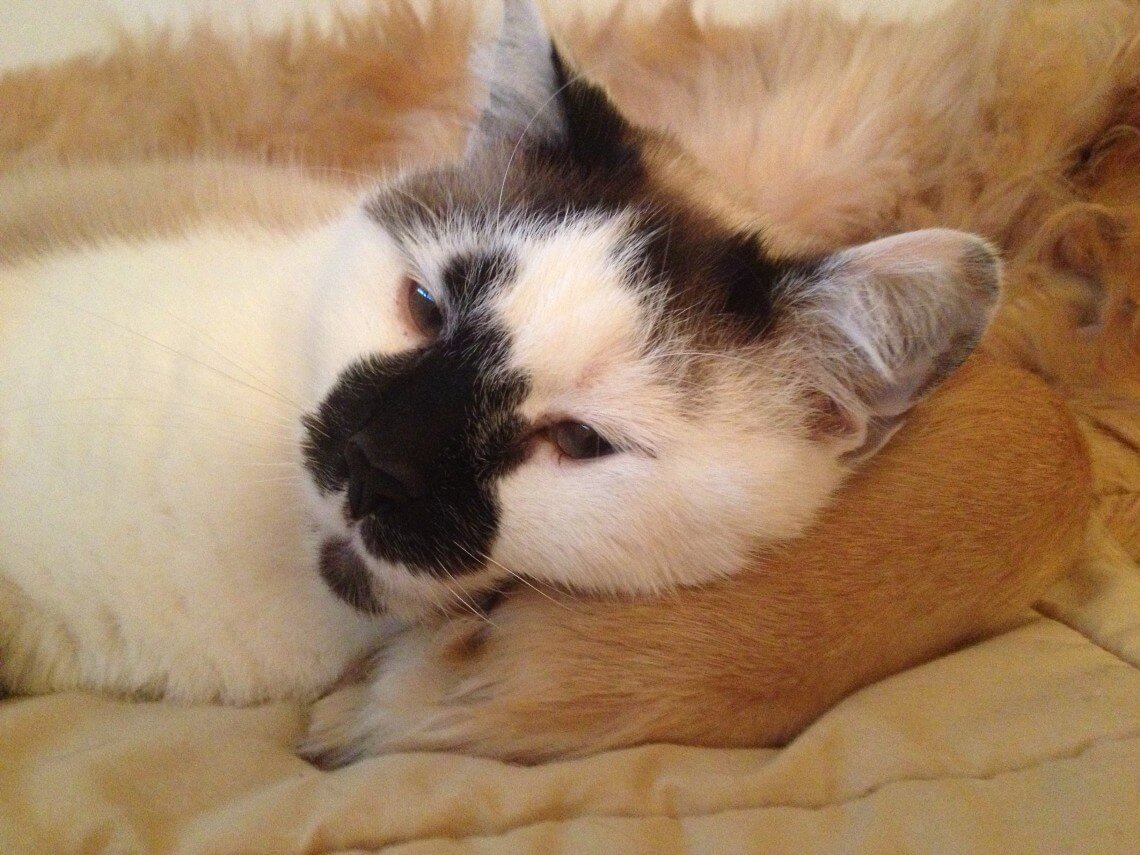 Cat snuggling with Golden Retriever