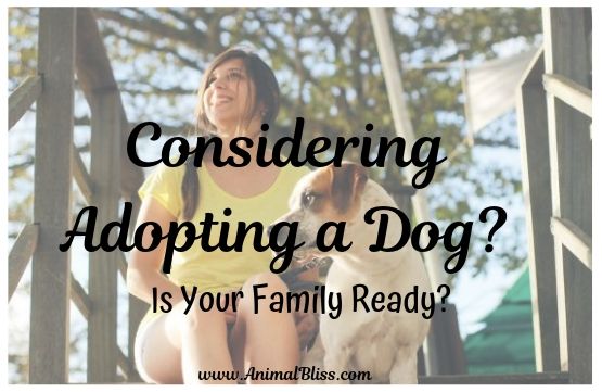 Considering Adopting a Dog? Is Your Family Ready?