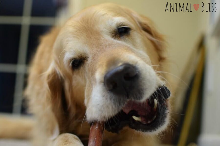 Bully Sticks