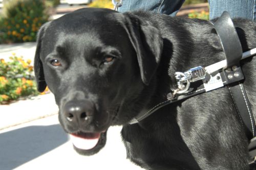 Intelligent Disobedience Seeing Eye Dogs