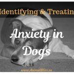 Identifying and Treating Anxiety in Dogs