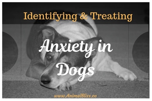 Identifying and Treating Anxiety in Dogs