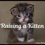 23 Tips for Raising a Kitten