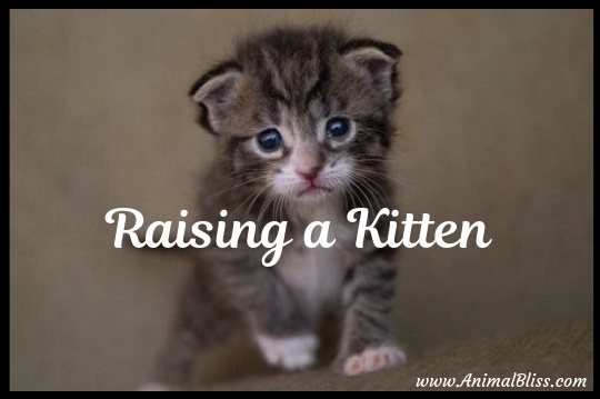 5 Important Tips on Raising a Kitten