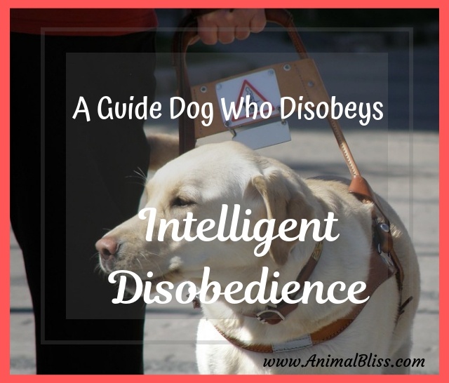 Intelligent Disobedience Seeing Eye Dogs