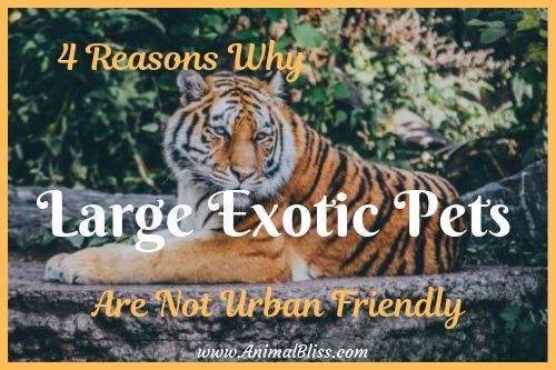 4 Reasons Why Large Exotic Pets are Not Urban-Friendly