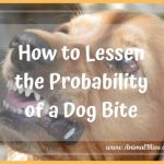 How to Lessen the Probability of a Dog Bite