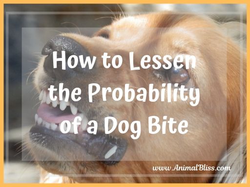 How to Lessen the Probability of a Dog Bite