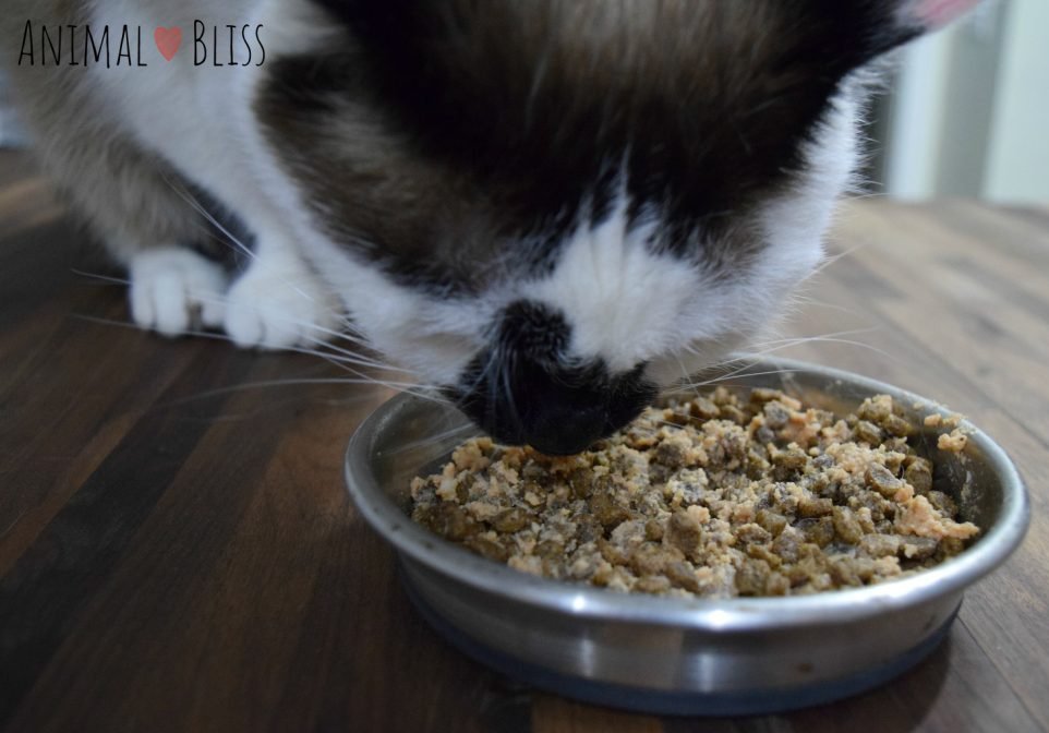 Cat eating a mixture of wet and dry foods