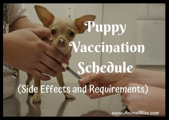 Puppy Vaccination Schedule, Side Effects, Requirements