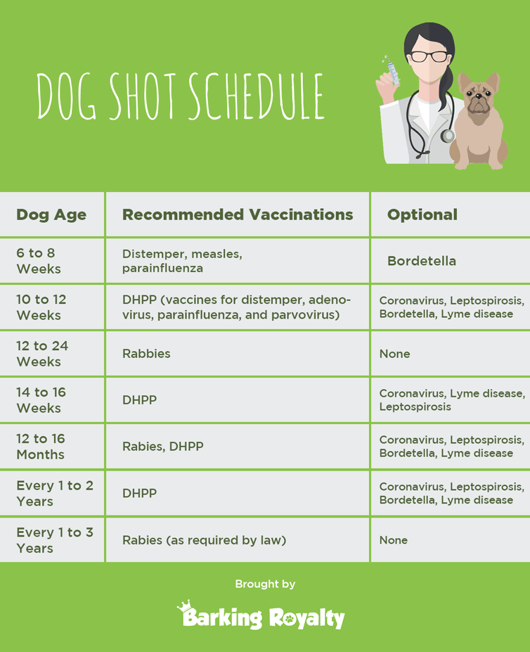 Dog Shot Schedule Infographic