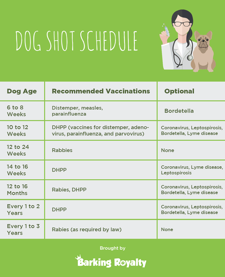 what age do puppies get first shots