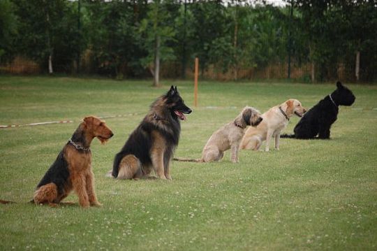 Responsible Pet Ownership, Because Animals are Animals Too