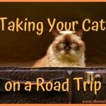 Tips for Taking Your Cat on a Road Trip