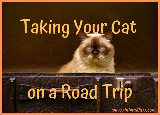 taking cat on road trip