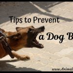 Tips to Prevent a Dog Bite: Common Areas for Bite Injuries