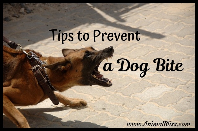 Tips To Prevent A Dog Bite: Common Areas For Bite Injuries