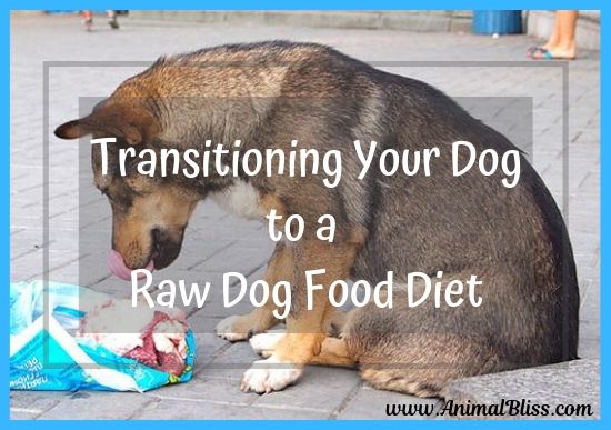 Transitioning Your Dog to a Raw Dog Food Diet