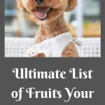 Ultimate List of Fruit Your Dog Can Eat