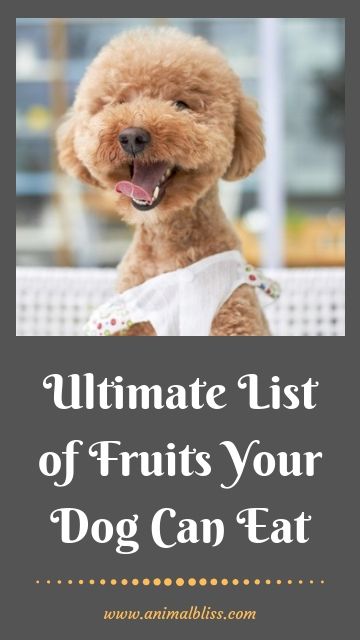 Ultimate List of Fruit Your Dog Can Eat