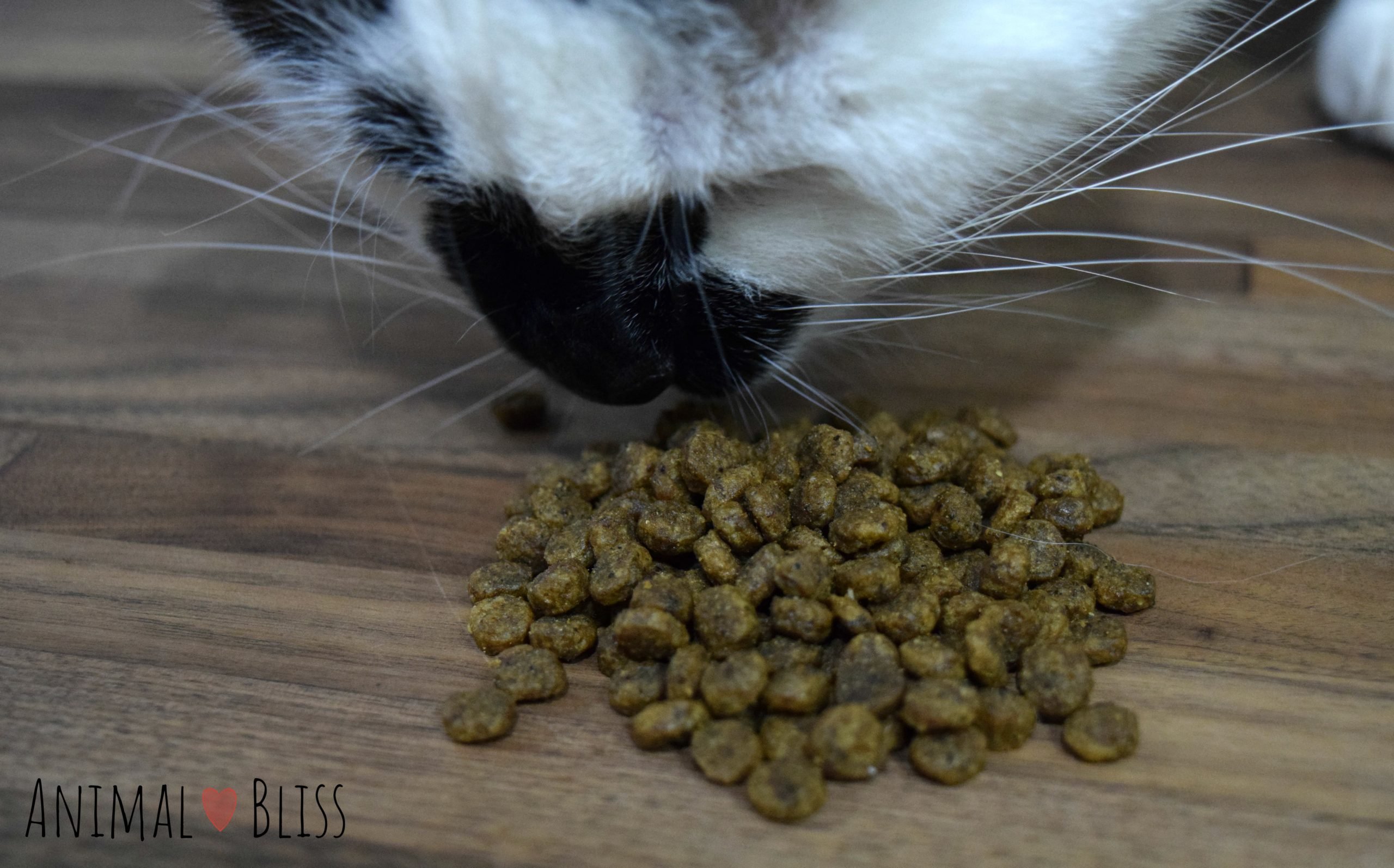 Cat sniffing kibble