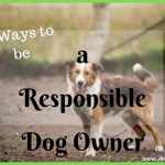 Getting a Dog? 4 Ways to be a Responsible Dog Owner