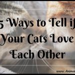 5 Ways to Tell if Your Cats Love Each Other