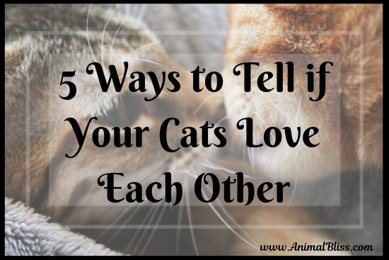 5 Ways to Tell if Your Cats Love Each Other