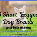 6 Short-Legged Dogs and Their History
