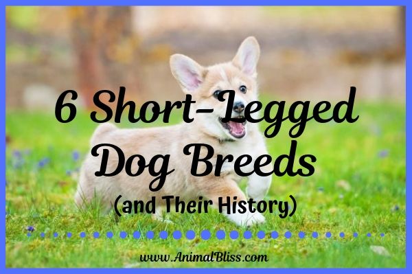 6 Short-Legged Dogs and Their History