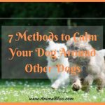 7 Methods to Calm Your Dog Around Other Dogs