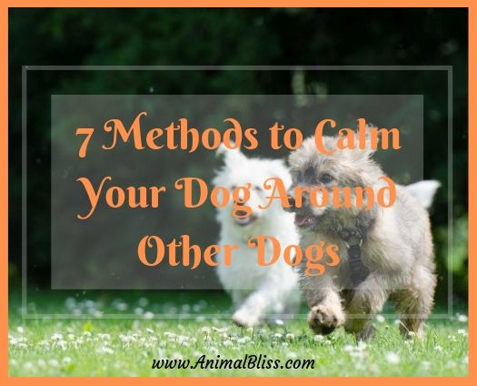 7 Methods to Calm Your Dog Around Other Dogs