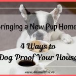 Bringing a New Pup Home? 4 Ways to Dog-Proof Your House