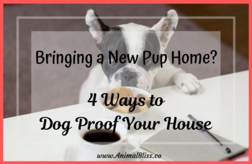 Bringing a New Pup Home? 4 Ways to Dog-Proof Your House