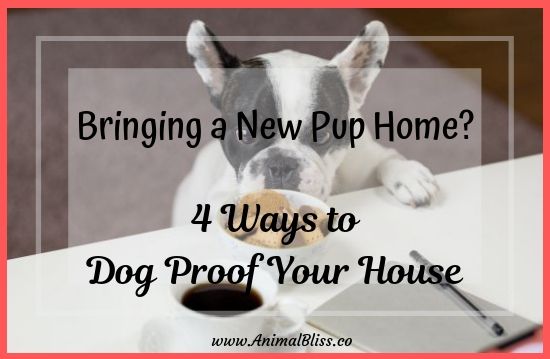 Bringing a New Pup Home? 4 Ways to Dog-Proof Your House