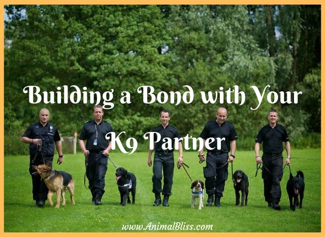 Building a Bond with Your K9 Partner