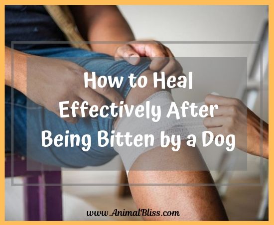 How to Heal Effectively After Being Bitten by a Dog