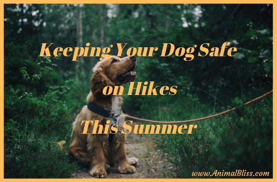 3 Tips for Keeping Your Dog Safe on Hikes This Summer
