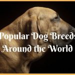 Popular Dog Breeds Around the World Infographic
