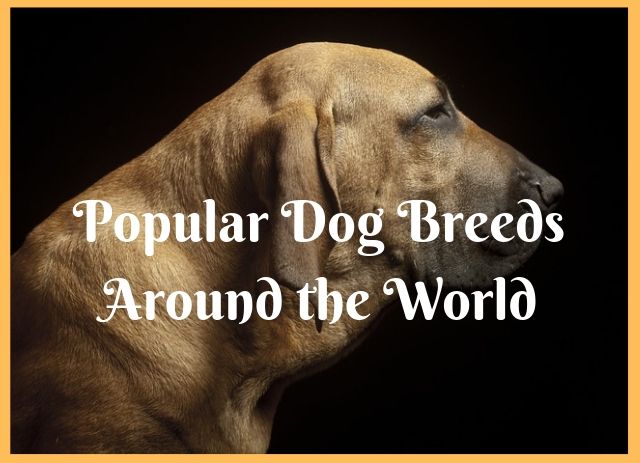 Popular Dog Breeds Around the World infographic