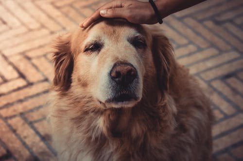 7 Tips to Take Good Care of Your Senior Dog