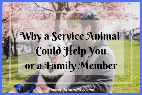 Have a close look at how a service animal could potentially assist you or a family member.