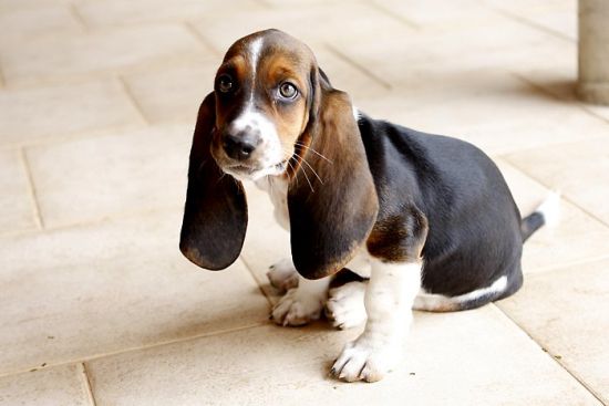 Short legged hound sales dog
