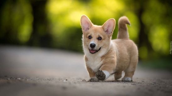 6 Short-Legged Dogs and Their History