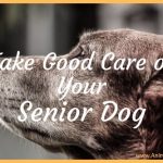 7 Tips to Take Good Care of Your Senior Dog