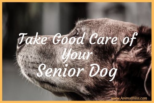 7 Tips to Take Good Care of Your Senior Dog