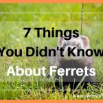 7 Things You Did Not Know About Ferrets