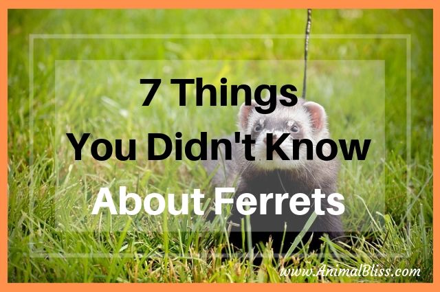 7 Things You Did Not Know About Ferrets