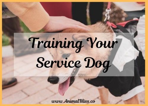 Training Your Service Dog is Easier Than You Think