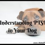 Understanding PTSD in Your Dog and What You Can Do